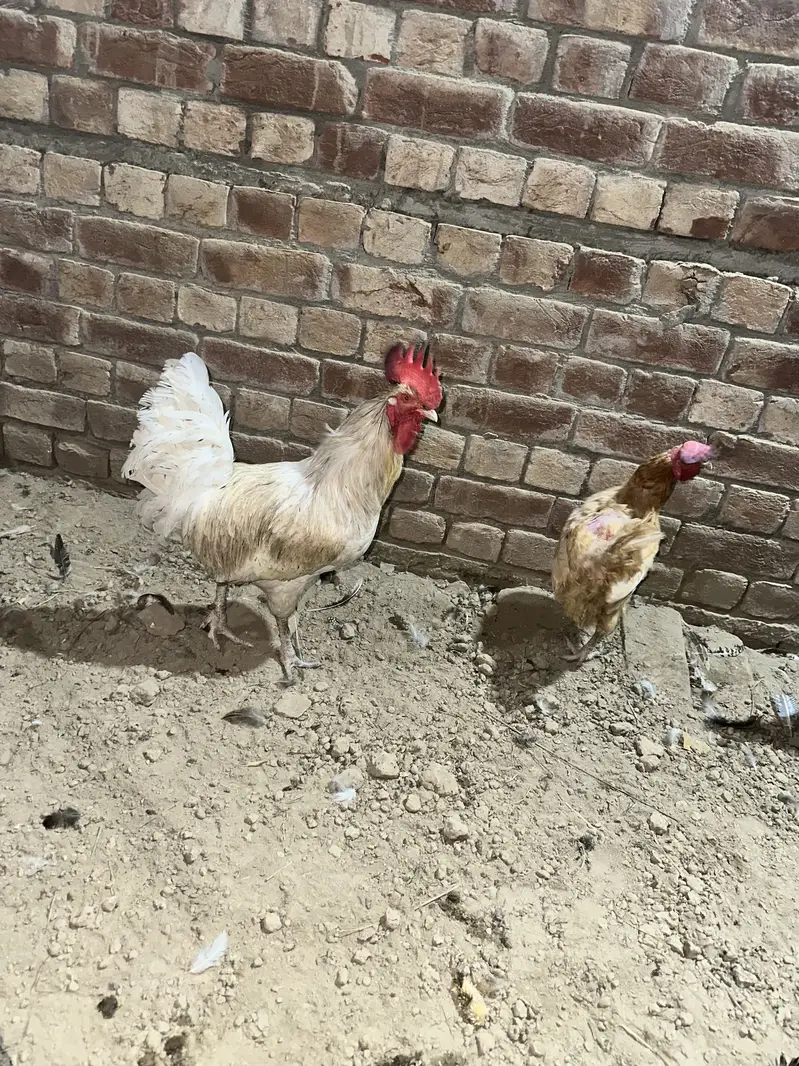 Desi hens — photo 2