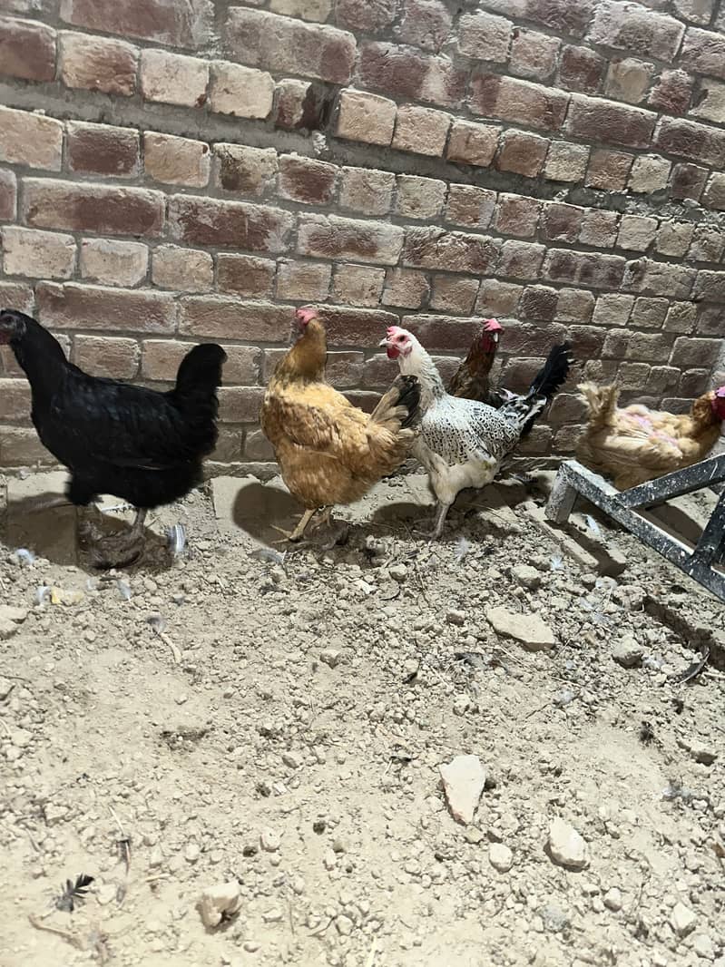 Desi hens 2