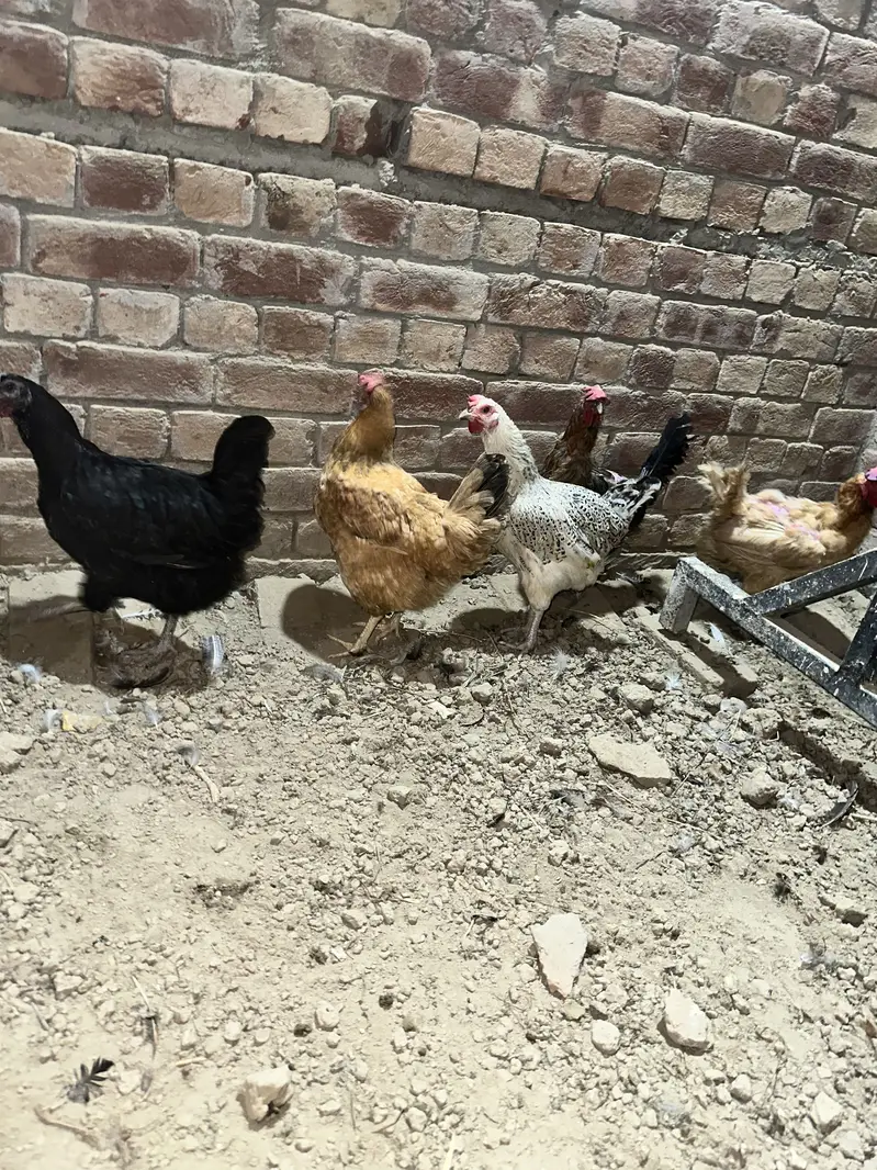 Desi hens — photo 3