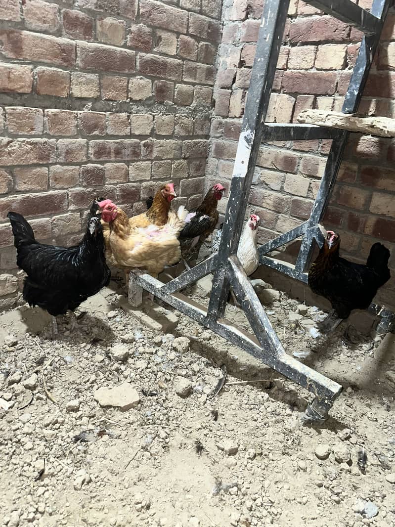 Desi hens 3