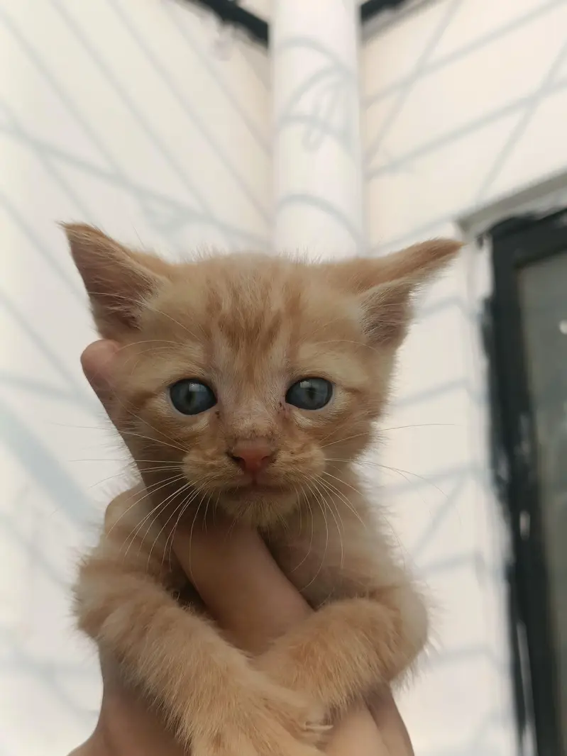 Persian Odd Eyes Kittens — photo 2