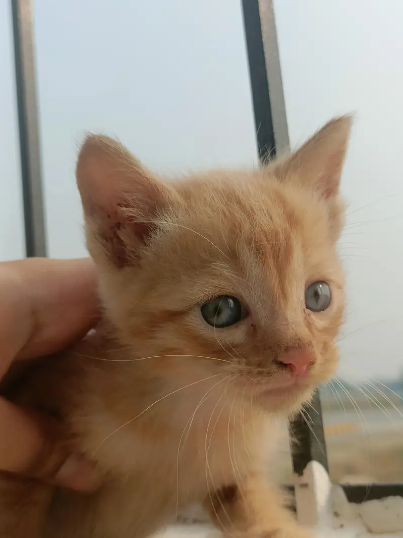 Persian Odd Eyes Kittens — photo 3