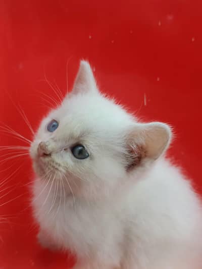Persian Odd Eyes Kittens