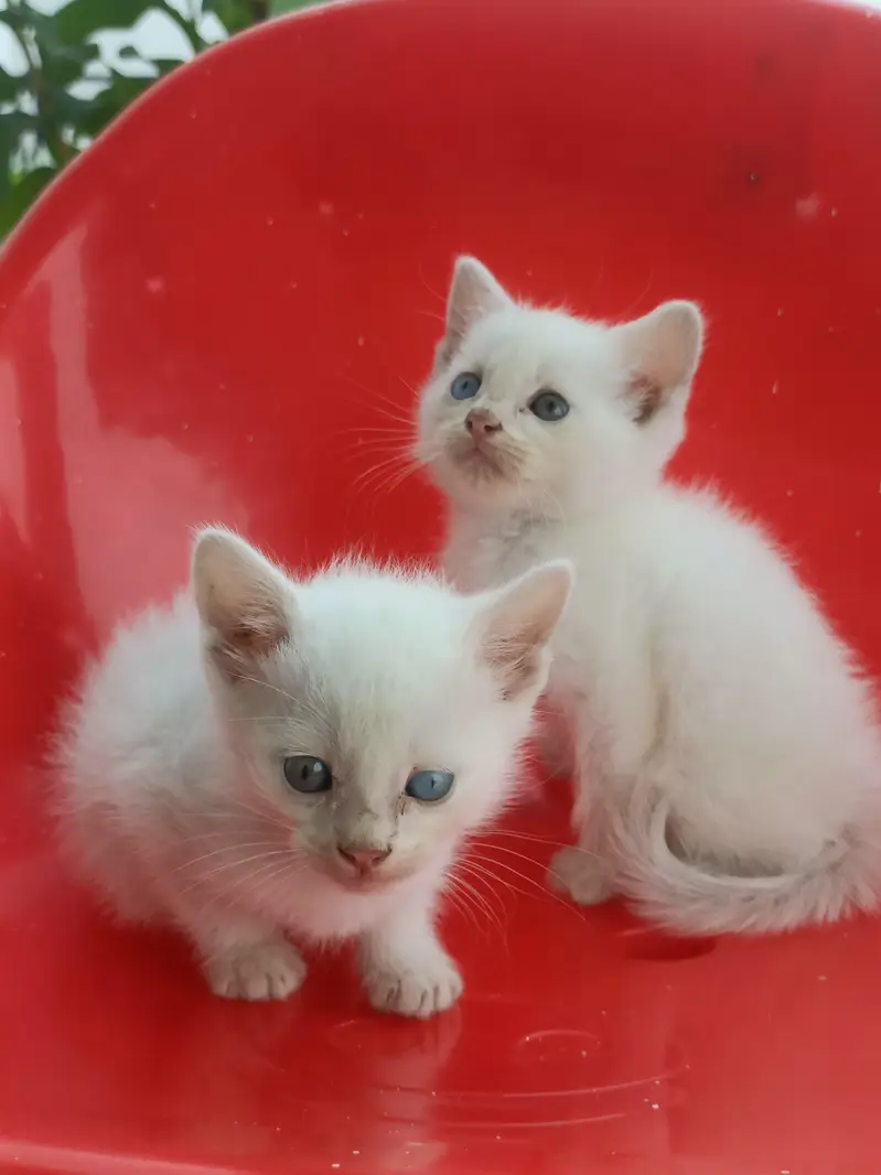 Persian Odd Eyes Kittens — photo 4