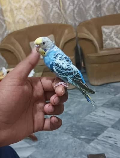 Handtamed Budgie Available for shokeens Available