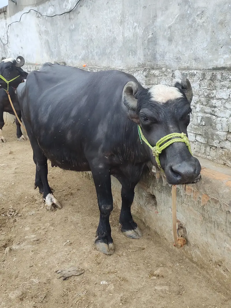 2 pachar buffalo for sale Mirpur Azad kashmir 03411180804 whtsap