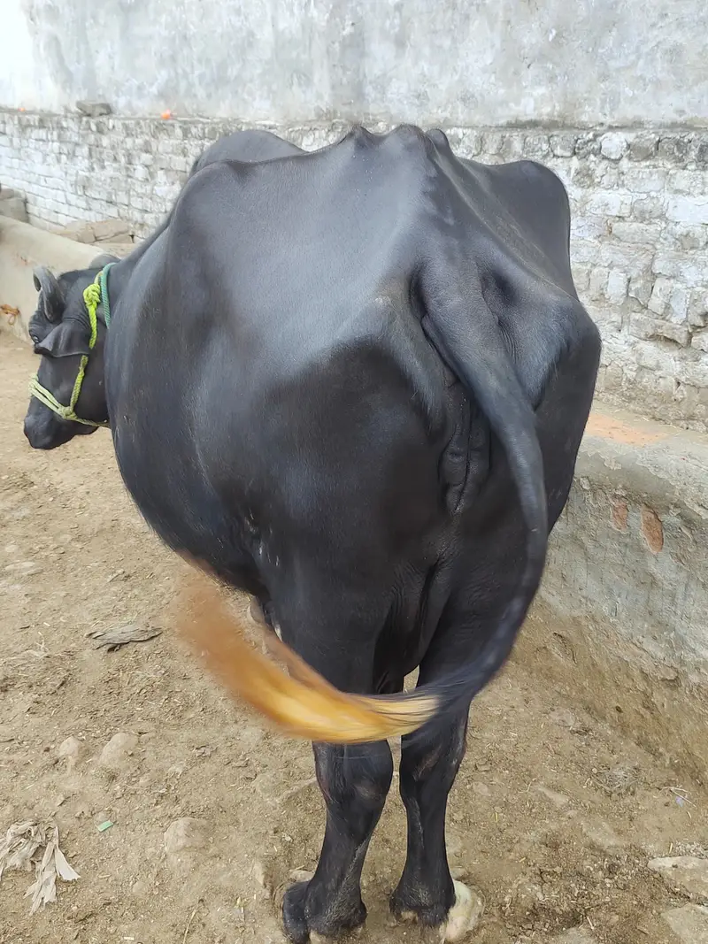 2 pachar buffalo for sale Mirpur Azad kashmir 03411180804 whtsap — photo 2
