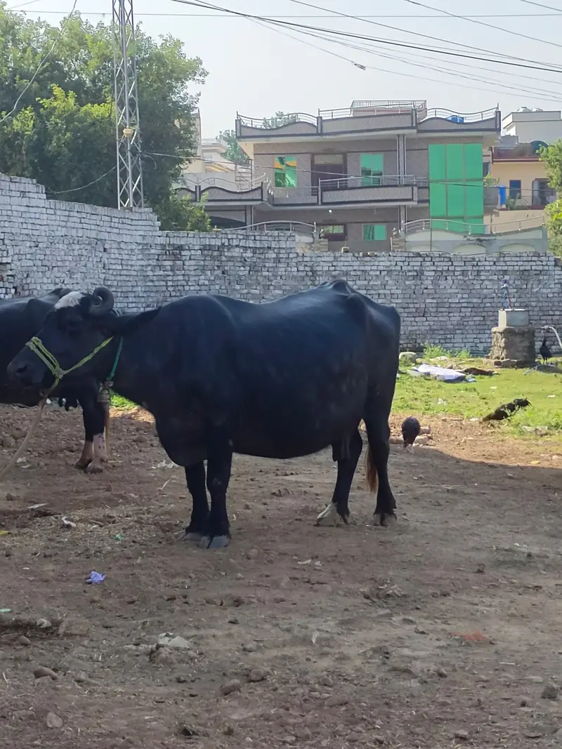 2 pachar buffalo for sale Mirpur Azad kashmir 03411180804 whtsap — photo 3