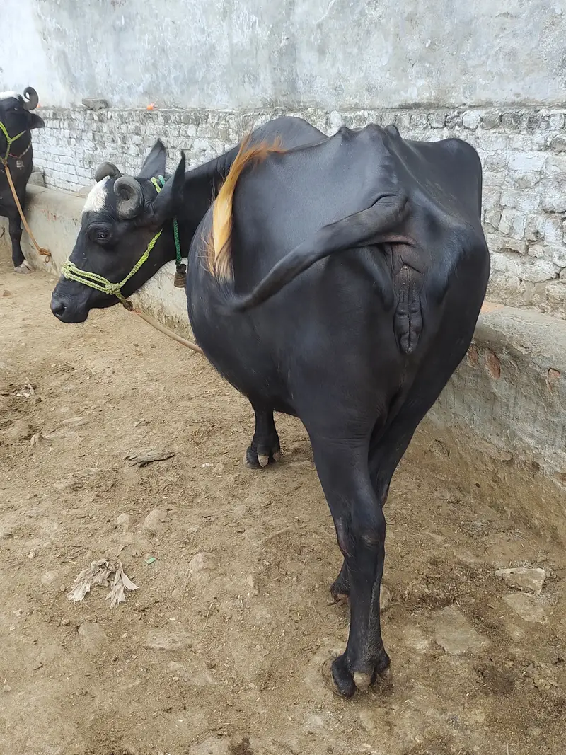 2 pachar buffalo for sale Mirpur Azad kashmir 03411180804 whtsap — photo 4