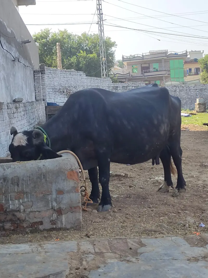 2 pachar buffalo for sale Mirpur Azad kashmir 03411180804 whtsap — photo 5