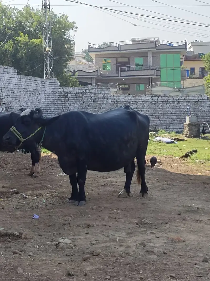 2 pachar buffalo for sale Mirpur Azad kashmir 03411180804 whtsap — photo 6
