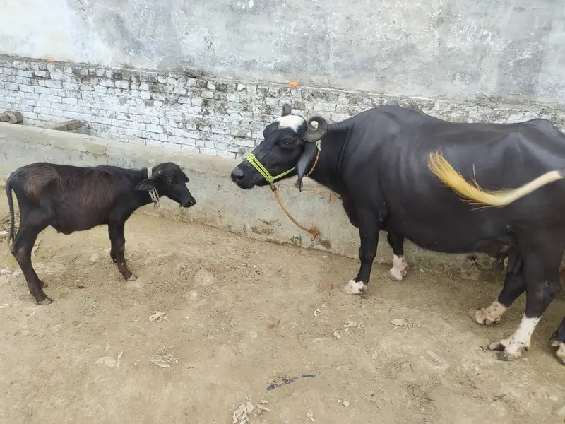 2 pachar buffalo for sale Mirpur Azad kashmir 03411180804 whtsap — photo 7