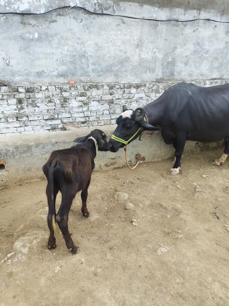 2 pachar buffalo for sale Mirpur Azad kashmir 03411180804 whtsap — photo 8
