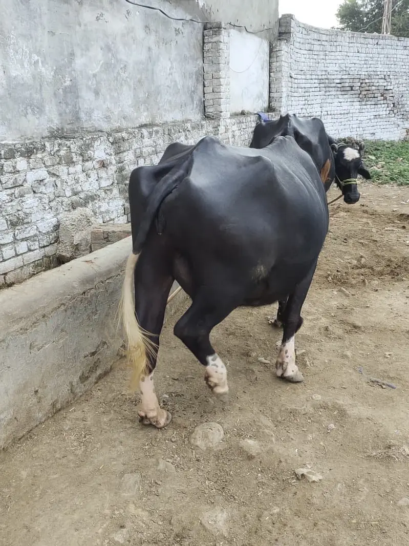 2 pachar buffalo for sale Mirpur Azad kashmir 03411180804 whtsap — photo 9