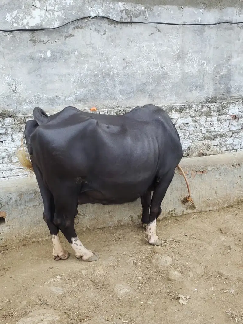 2 pachar buffalo for sale Mirpur Azad kashmir 03411180804 whtsap — photo 10