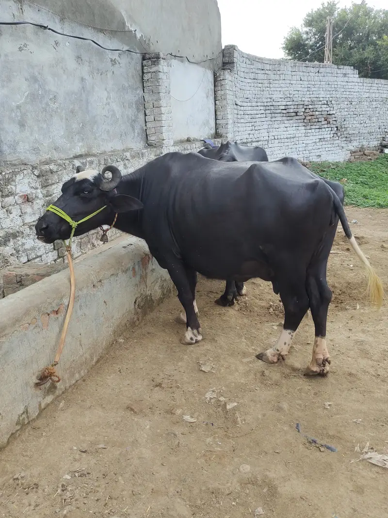 2 pachar buffalo for sale Mirpur Azad kashmir 03411180804 whtsap — photo 11