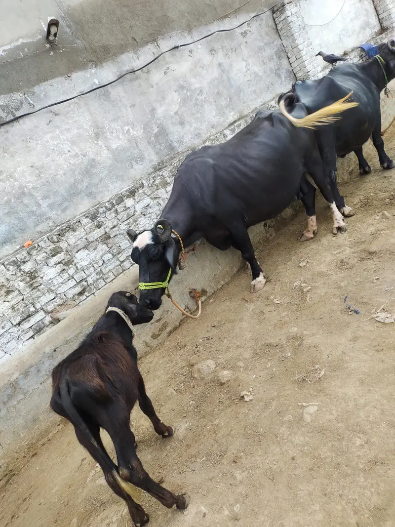 2 pachar buffalo for sale Mirpur Azad kashmir 03411180804 whtsap — photo 12