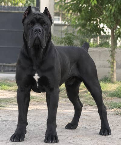 cane Corso for matting cross read full ad then contact