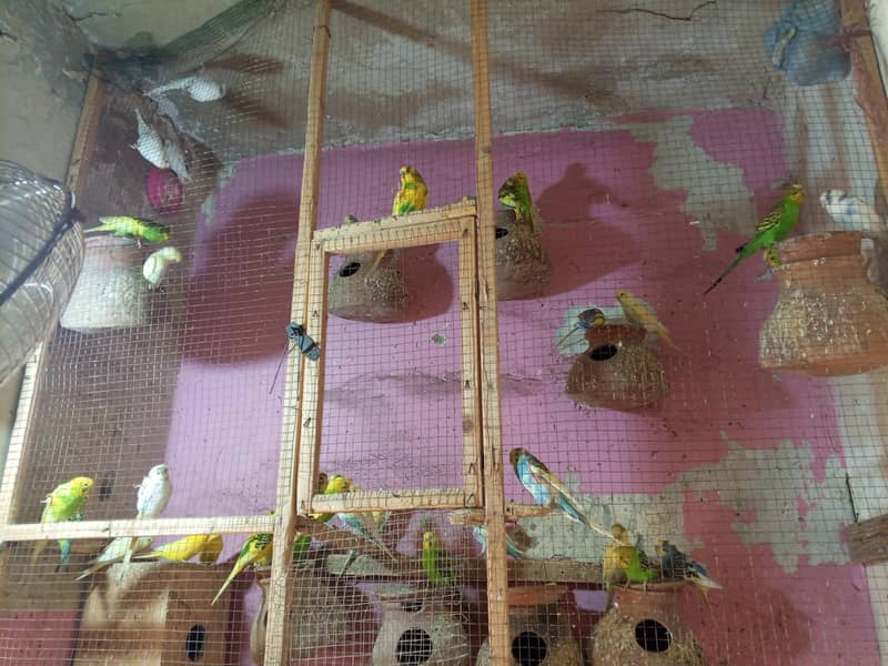Bajri parrots 0