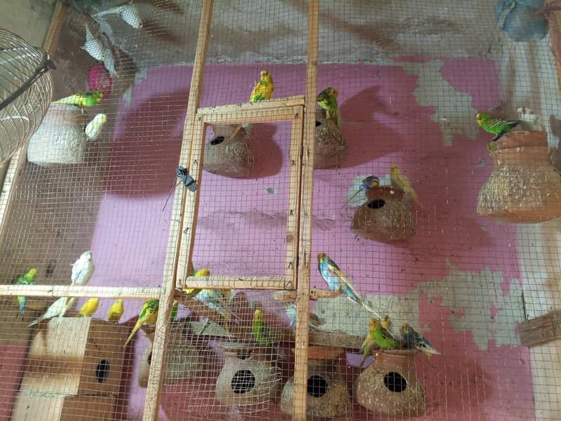 Bajri parrots 1