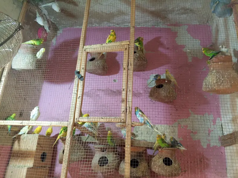 Bajri parrots — photo 2