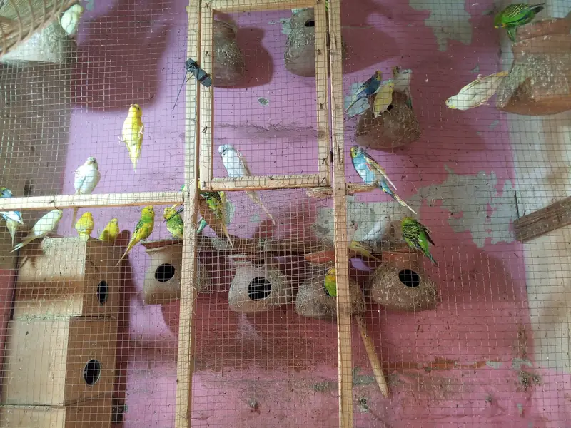 Bajri parrots — photo 3