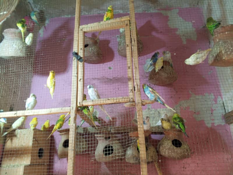 Bajri parrots 3