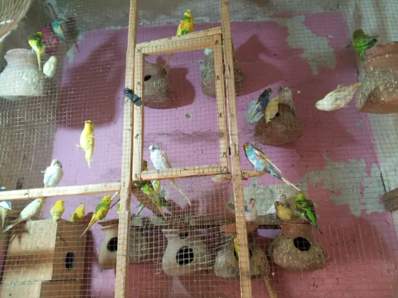 Bajri parrots — photo 4
