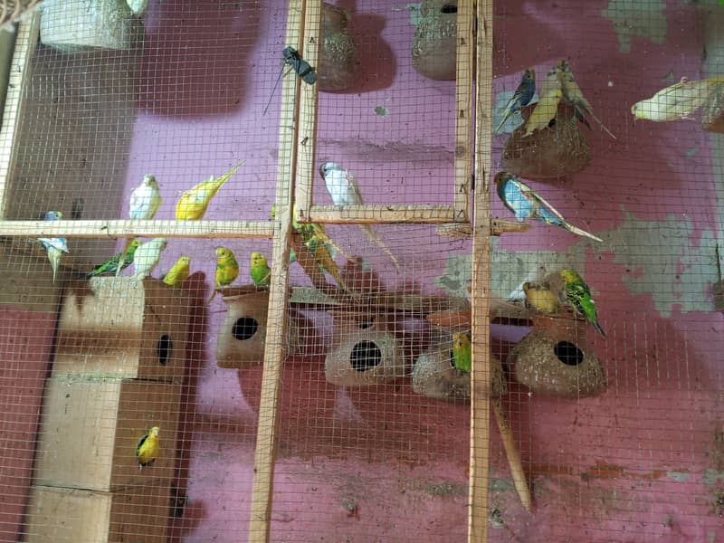 Bajri parrots 4