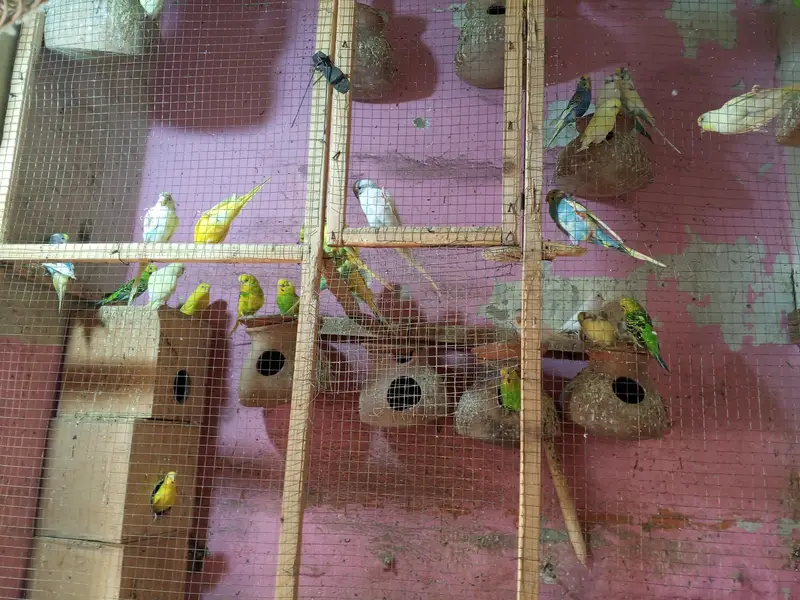 Bajri parrots — photo 5