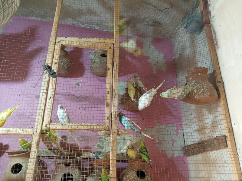 Bajri parrots — photo 6