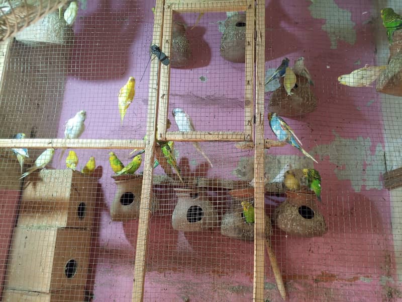 Bajri parrots 6
