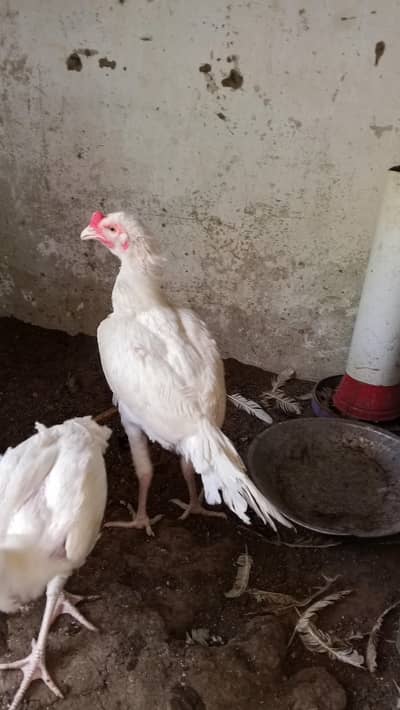 aseel heera murgha murghi 1 male 4 female