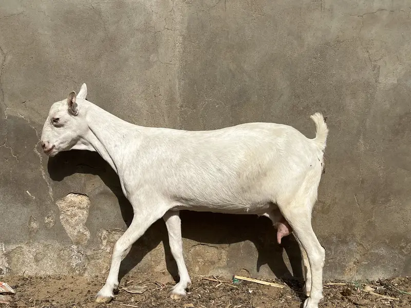 Teddy Bakri Available for sell — photo 2