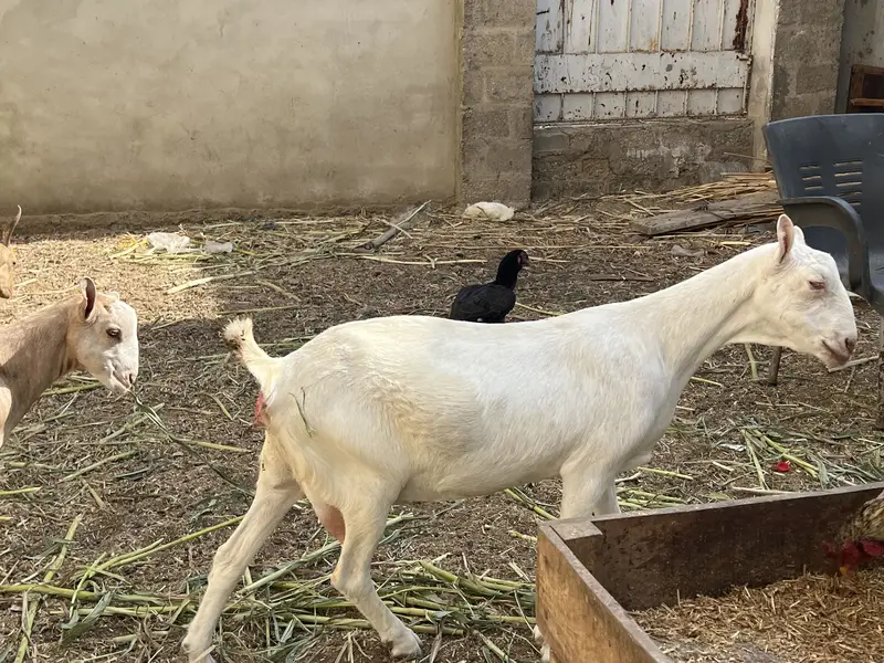 Teddy Bakri Available for sell — photo 4
