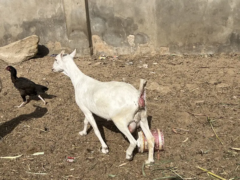 Teddy Bakri Available for sell — photo 5