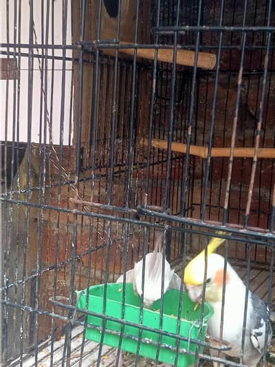 Assalam o alaikum I am selling my cocktail pair urgent for sale need
