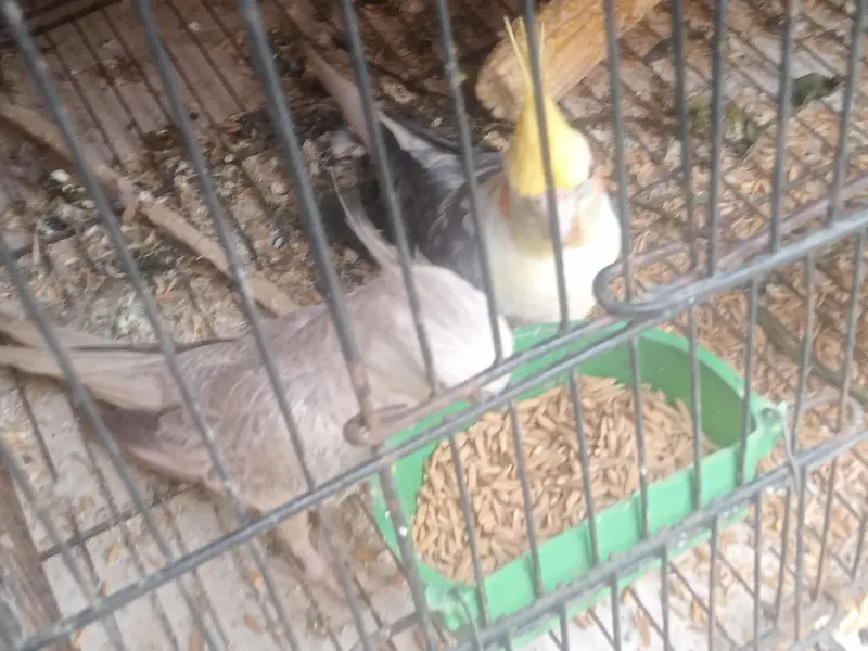 Assalam o alaikum I am selling my cocktail pair urgent for sale need — photo 4