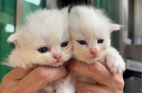 White triple coat kitten