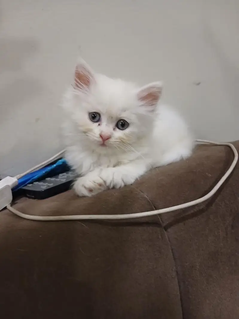 White triple coat kitten — photo 2