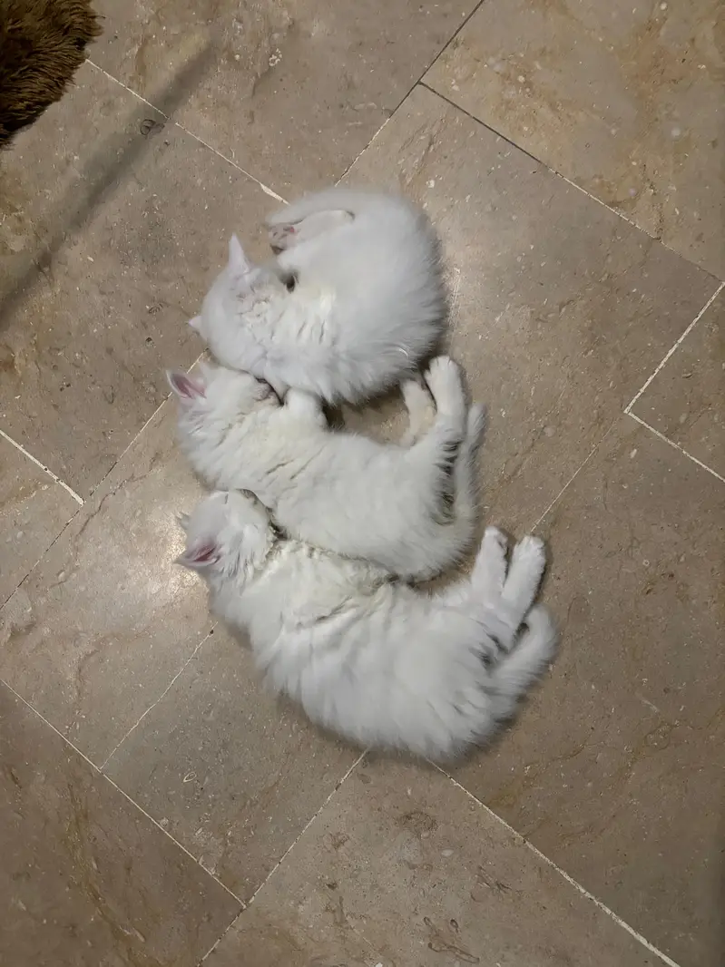 White triple coat kitten — photo 3