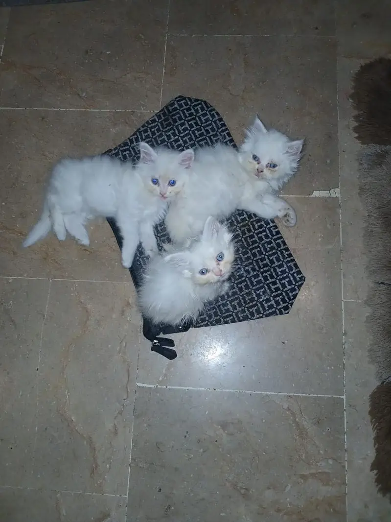 White triple coat kitten — photo 4