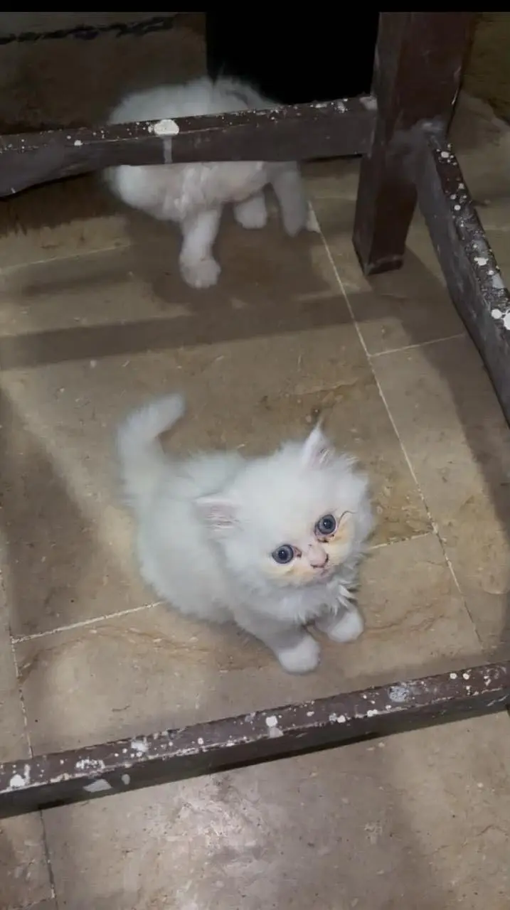 White triple coat kitten — photo 5