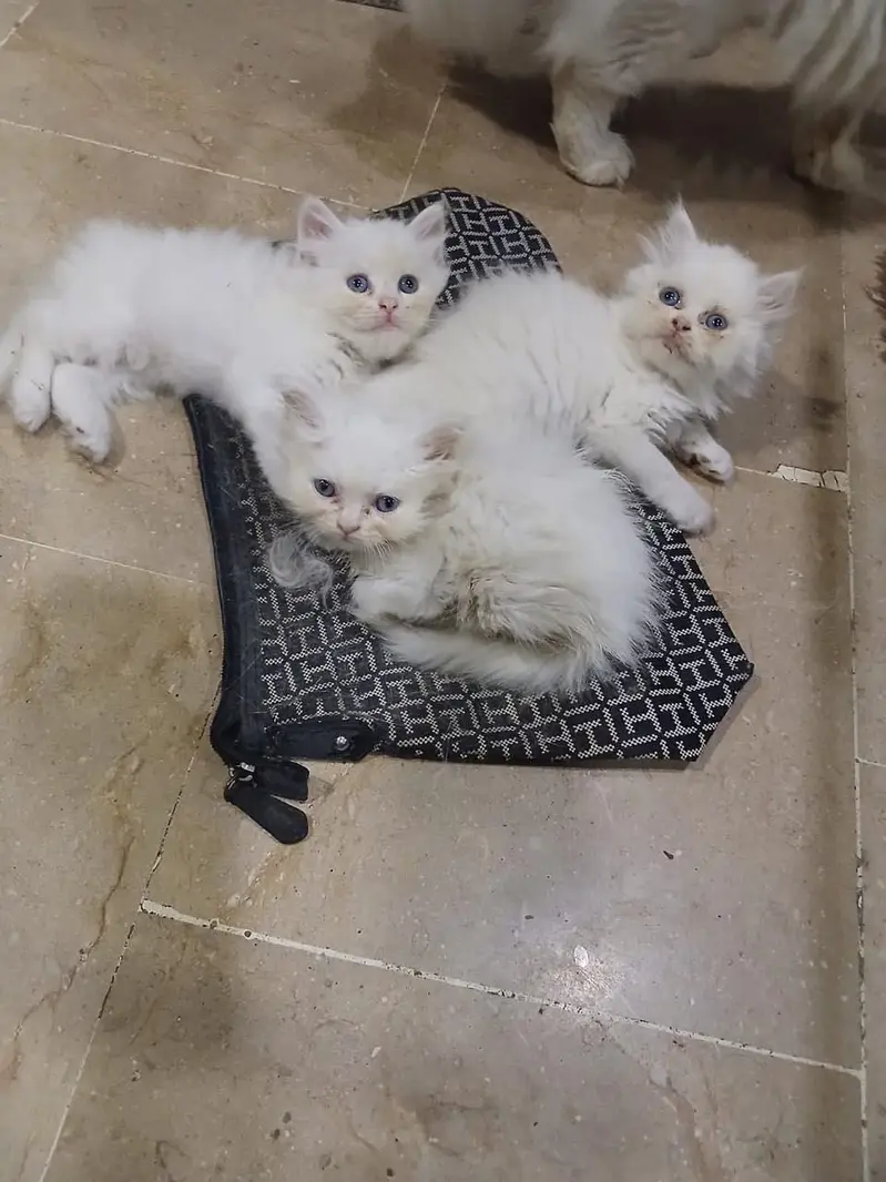 White triple coat kitten — photo 7