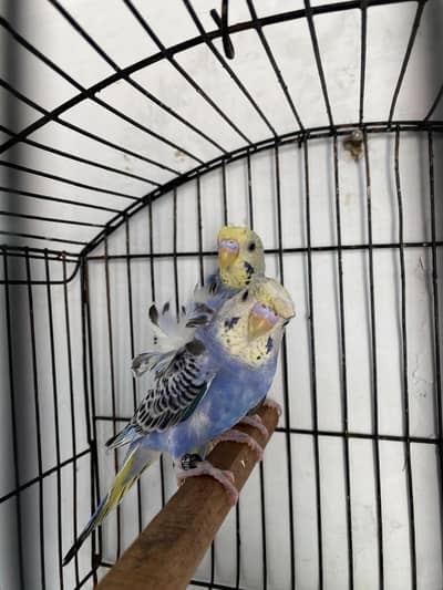 Mashallah Hogoromo Budgies!