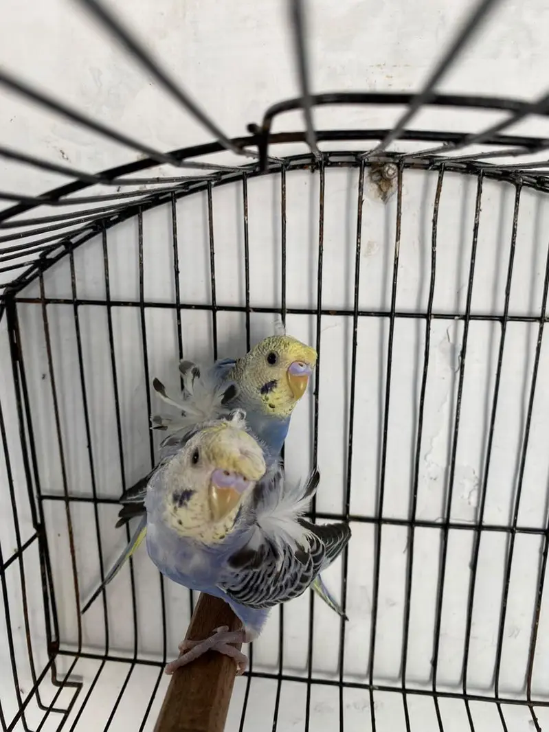 Mashallah Hogoromo Budgies! — photo 2