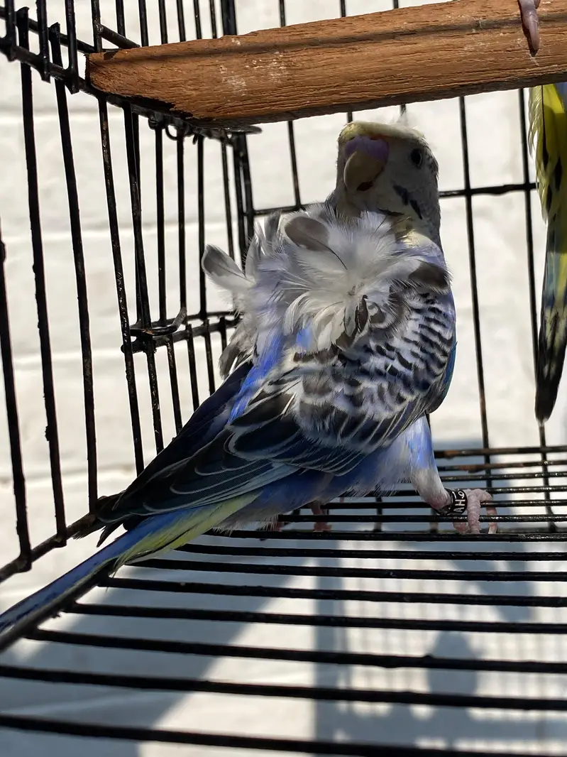 Mashallah Hogoromo Budgies! — photo 3