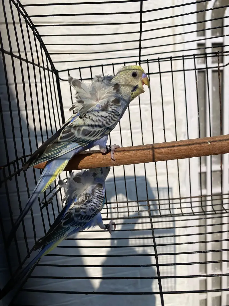 Mashallah Hogoromo Budgies! — photo 4
