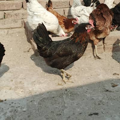 Golden misri starter hen for sale