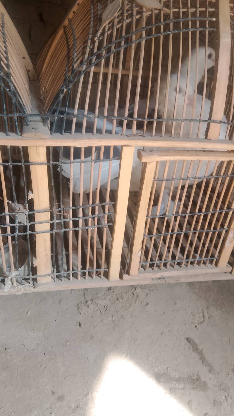 شیرازی لکا 1